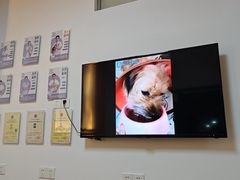 -乐派堂宠物医院·猫友好· 心脏科(东街店)