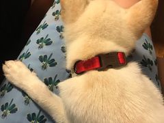 -柴务处·柴犬主题狗咖