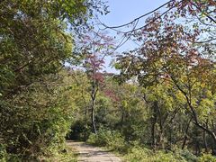-青龙山国家森林公园