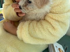 -博特宠物医院24h犬猫全科.骨科·异宠