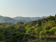 -田心森林公园