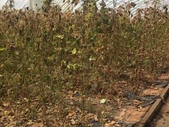 -万源龙顺度假庄园生态观光园