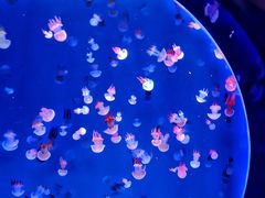 -海合安青岛极地海洋公园