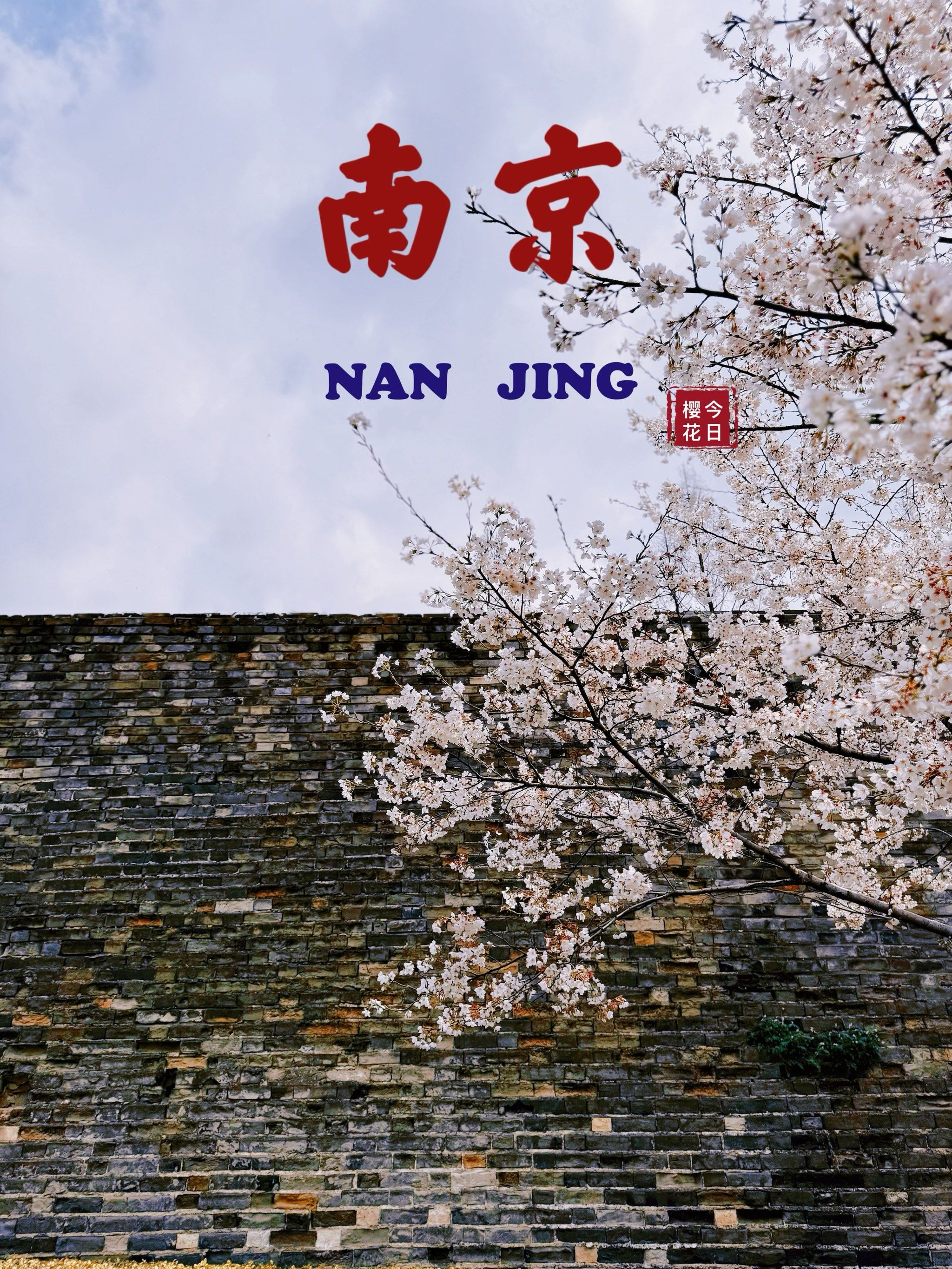 好看的花一定要分享给你 
玄武门城墙两侧的成片樱花也很出片
