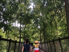 -黄海国家森林公园