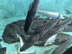 -太平洋海底世界