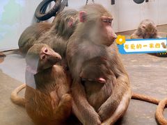 -西安秦岭野生动物园