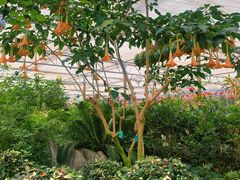 -南宫五洲植物乐园