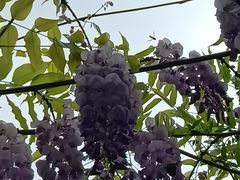 -嘉定紫藤园
