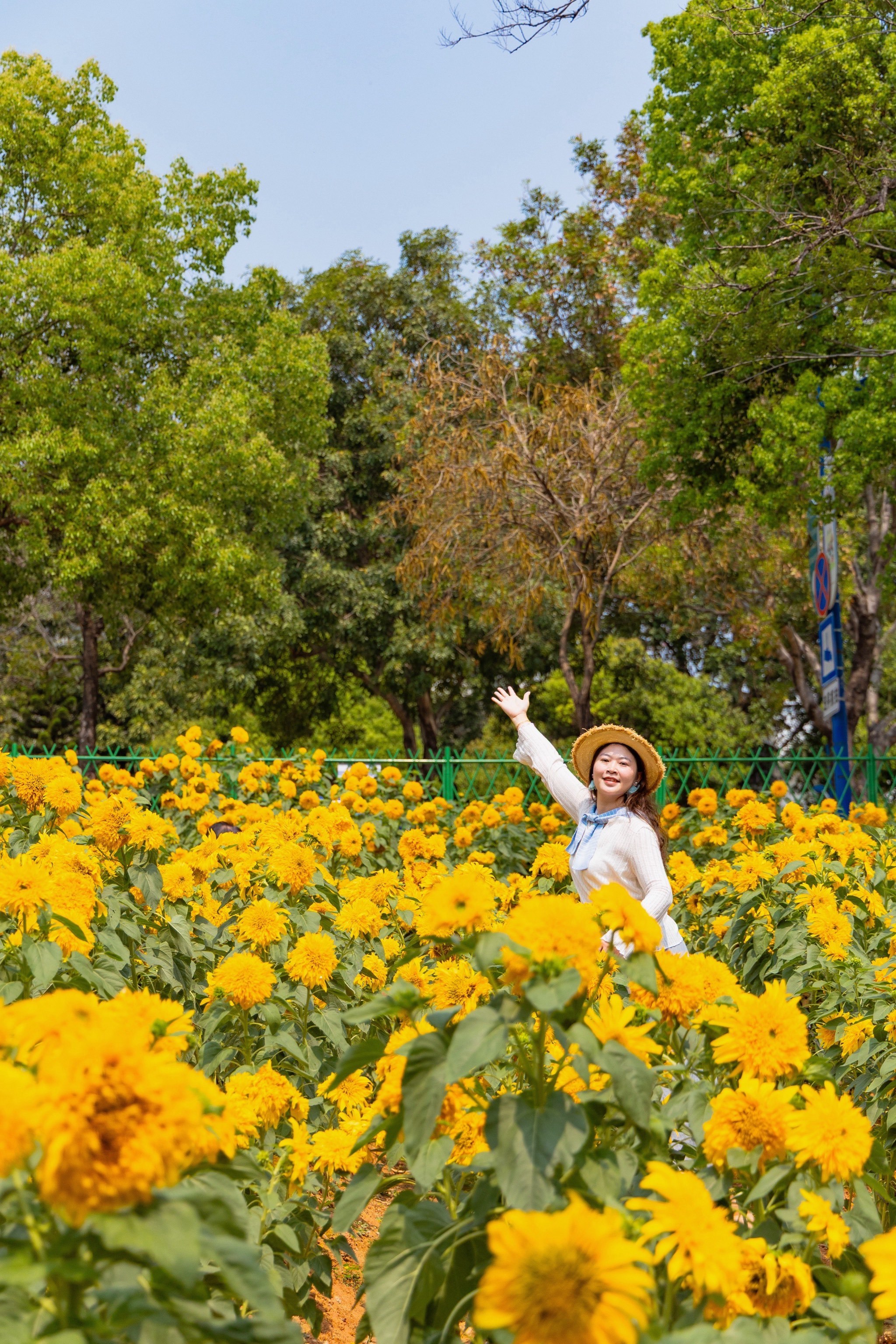 一大片梵高油画向日葵🌻花海!0元人少!