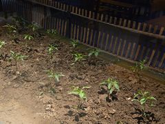 -黄山老妈·土菜(碧桂园店)