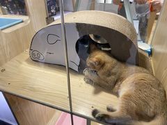 -屋虎猫馆(宝安大仟里店)