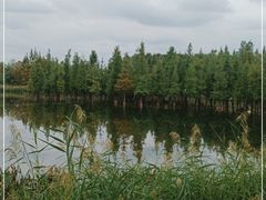 -白鹭湾湿地公园