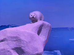 -贝林大翅鲸简餐厅(国家海洋博物馆店)