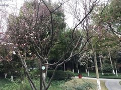 -大关公园