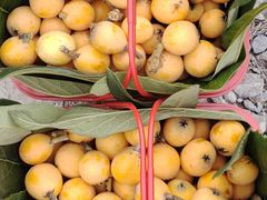 -塘栖枇杷特色园区