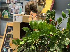 -御宝贝·A梦猫科宠物医院(国际猫友好医院)