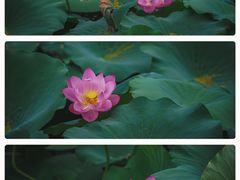 -莫愁湖公园