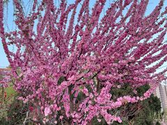 -华盛园卷子王农家菜水库鱼