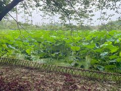 -乌村