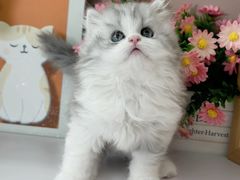 -小猫来了·猫舍(红山六九七九店)