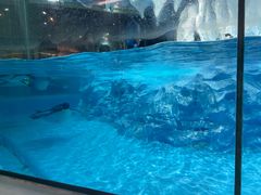 -帝企鹅自助餐厅•儿童岛•真企鹅(长隆企鹅酒店)