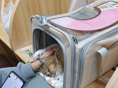 -瑞派宠物医院·24h·骨外科·皮肤科·全科宠物医疗转诊中心(沈阳浑南院)