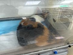 -东莞宠友24H宠物中心医院·转诊夜诊·异宠(新河北路院)