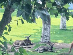 -西霞口神雕山野生动物世界