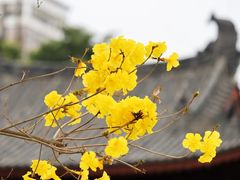 -光孝寺