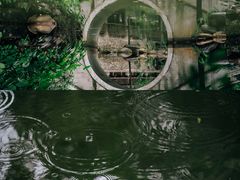 -金花茶公园