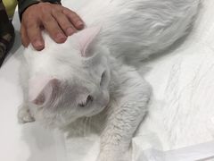刚退麻药的小猫猫-悦宠凯宝动物医院·牙科·皮肤科(朝阳北路店)