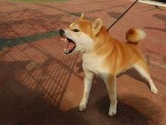 -FAELING PETS美天灵宠物(富力广场店)