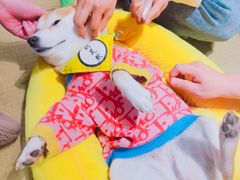 -逗柴咖啡屋·狗咖猫咖宠物桌游