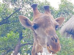 -广州长隆野生动物世界