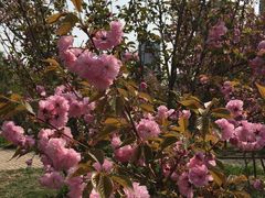 -长白岛森林公园