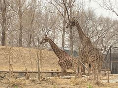-北京野生动物园