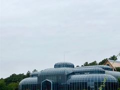 -大塘金香草谷
