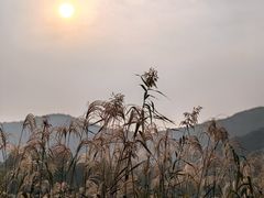 -长广溪湿地公园