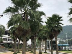 -张师傅建始大饼