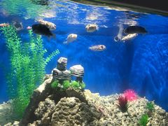 -绍兴梦享海洋公园