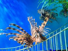 -太平洋海底世界