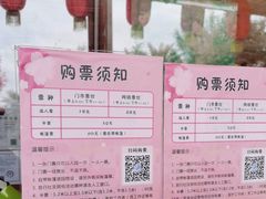 -天适樱花悠乐园