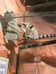 -Zoolung Zoolung动物主题公园(海信广场店)