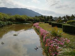 -亚龙湾国际玫瑰谷