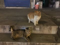 -豆老板的猫咖啡(碑林博物馆店)