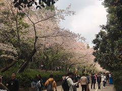 -武汉大学-樱园