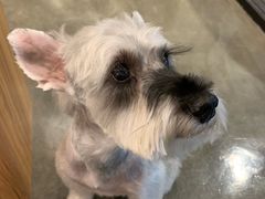 -PETKIT 小佩宠物·低压洗护·美容·寄养(安远店)