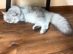 -猫友咖啡店(玉林西路店)
