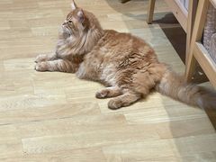 -藏猫猫咖啡主题馆(中央大道店)